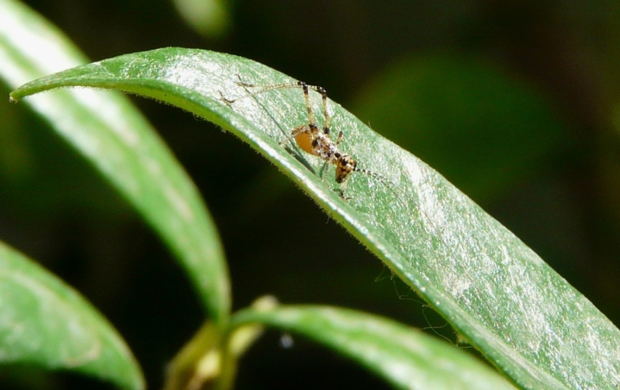 Neanide di Phaneroptera sp.